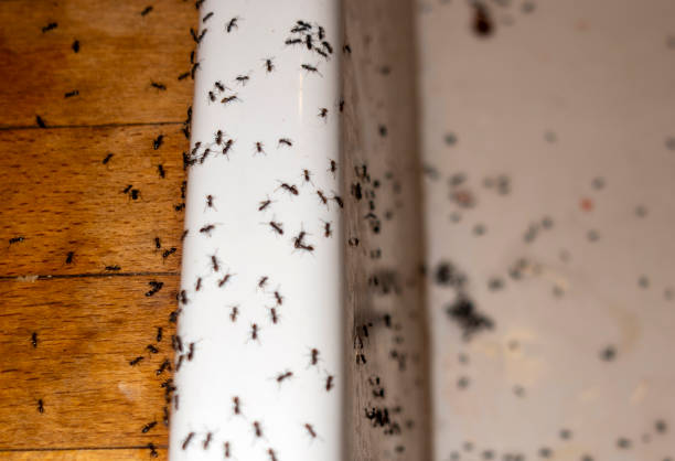 Best Pest Control Cost  in Sandy Springs, GA