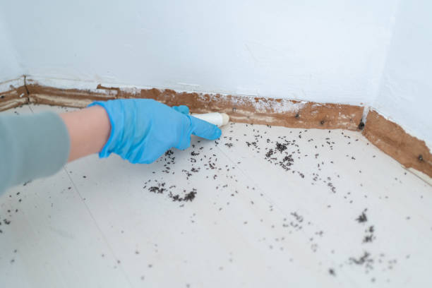 Best Affordable Pest Control Services  in Sandy Springs, GA